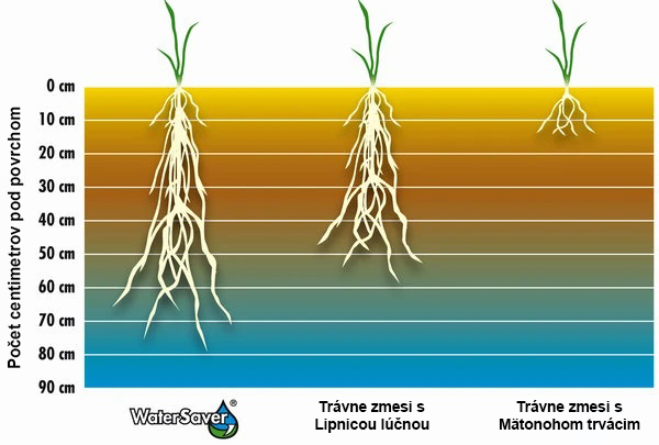 prekorenenie trávnych zmesí pod povrchom
