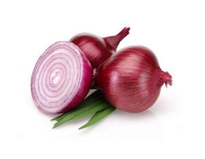 Steckzwiebel Karmen 250g  8-15mm